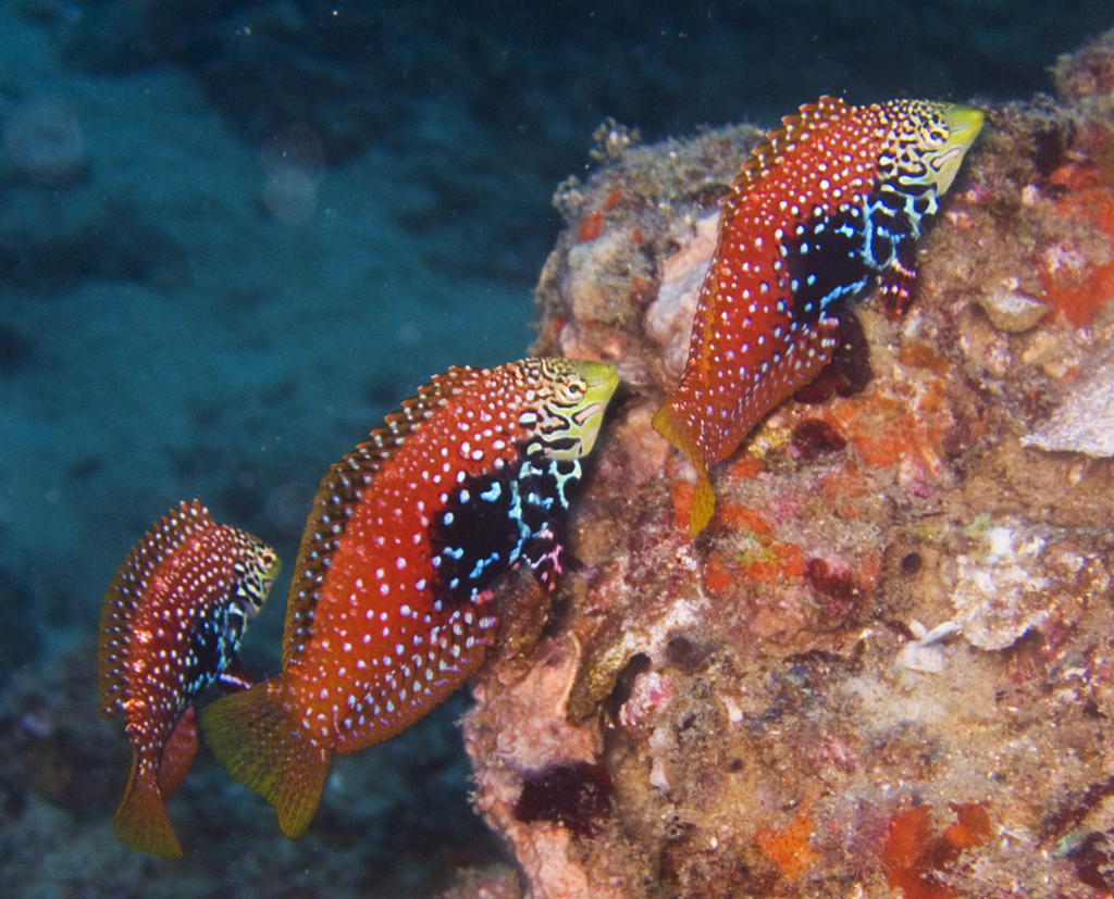 Divided Leopard Wrasse