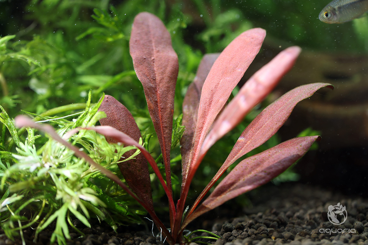 Samolus parviflorus 'Water Cabbage'