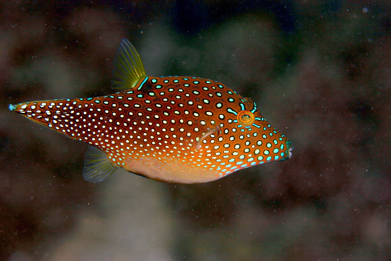 False Eye Toby Puffer