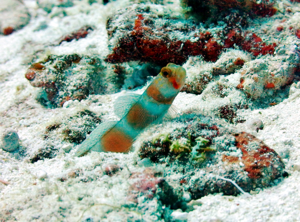 Aurora Goby