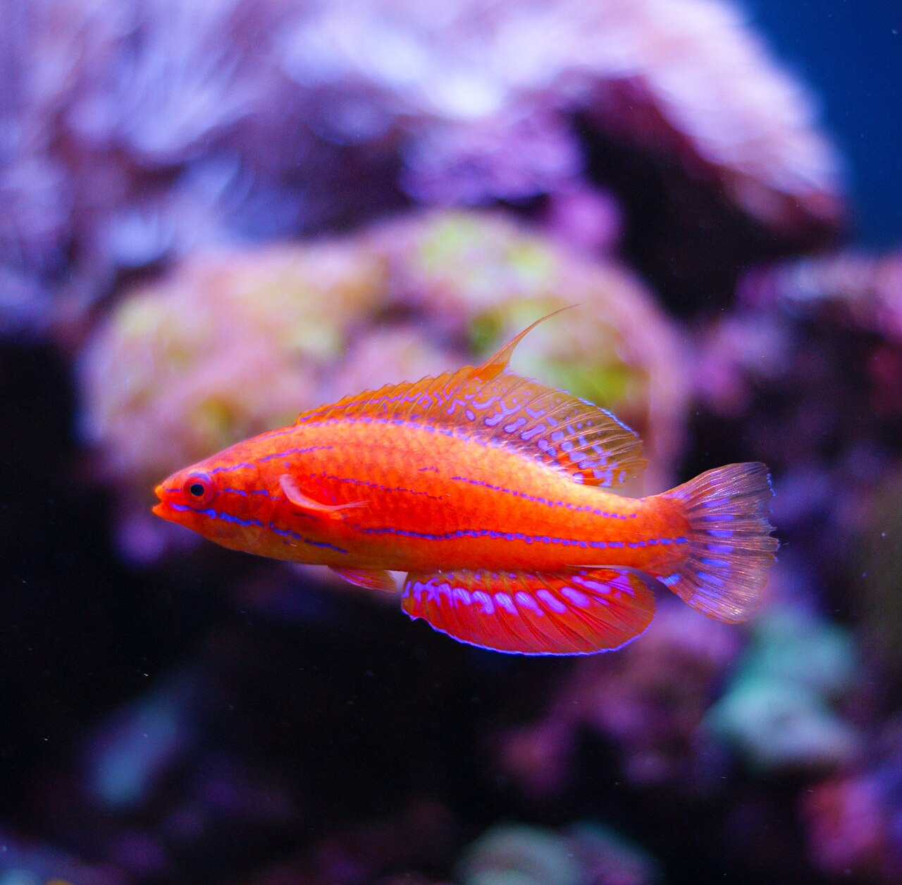 McCosker's Flasher Wrasse