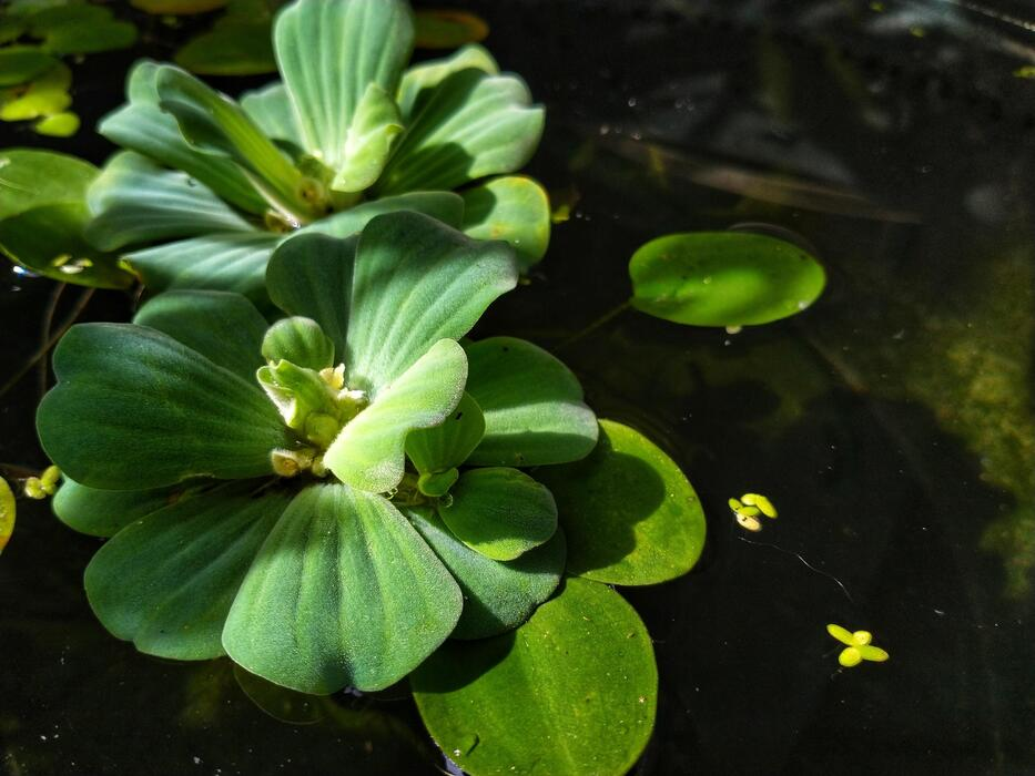 Water Lettuce