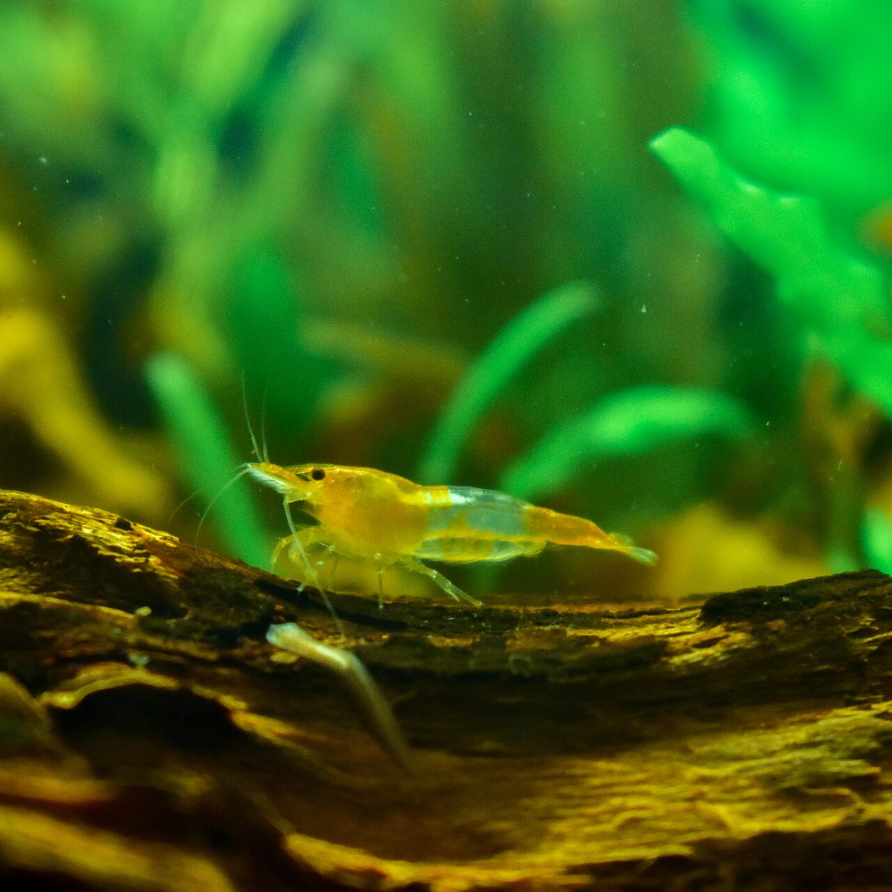 Orange Shrimp