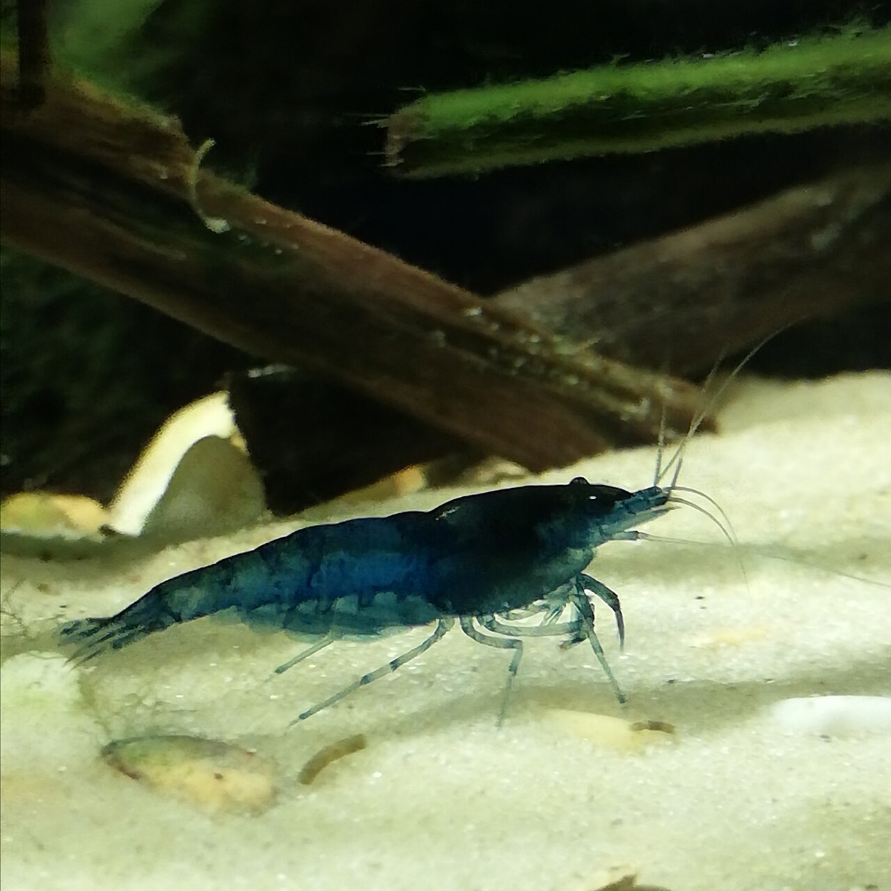 Blue Diamond Shrimp