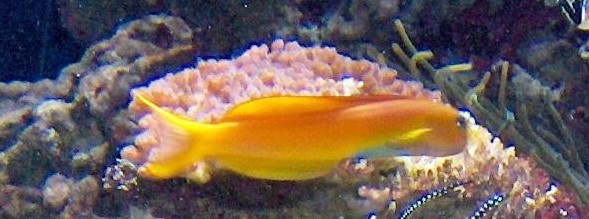 Midas Blenny