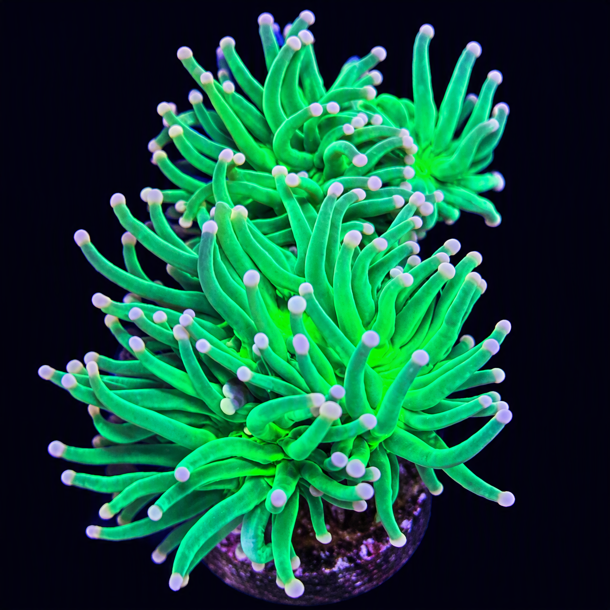 Cotton Candy Torch (AC) – 2 Heads