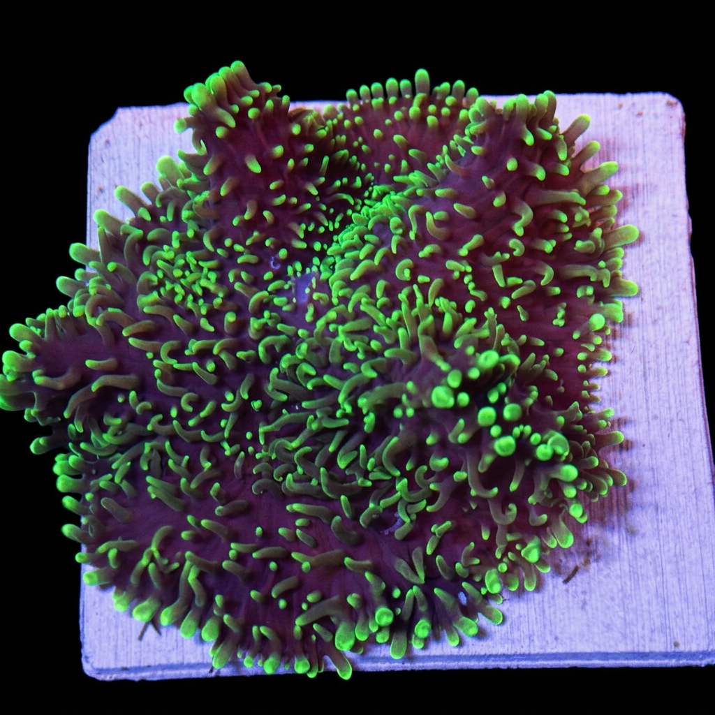 Green Hairy Mushroom Coral