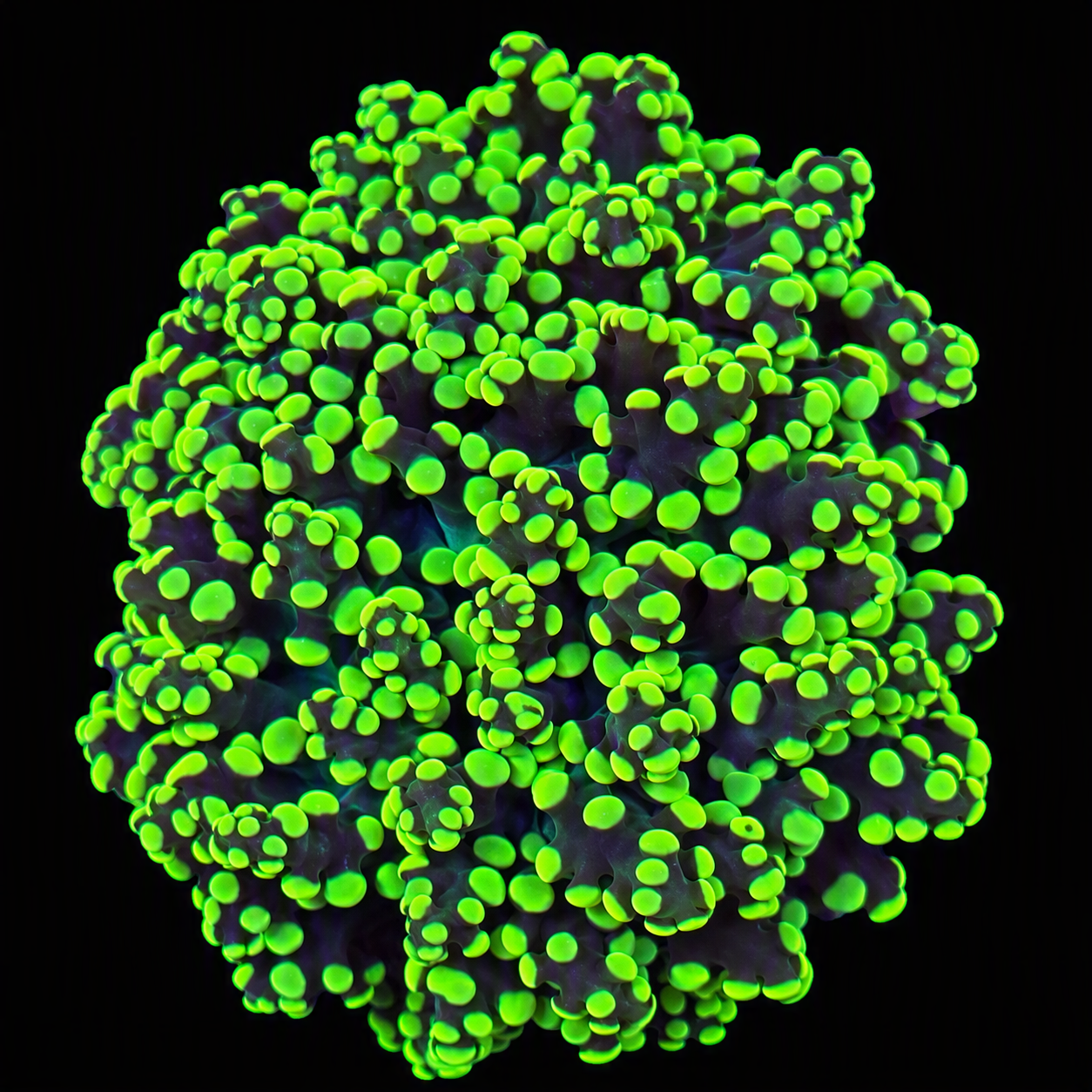 Green Octospawn (AC) – WYSIWYG