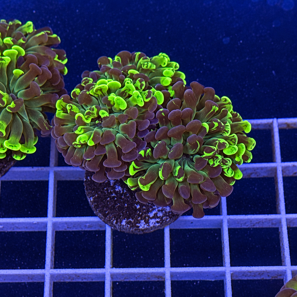 Green & Purple Splatter Hammer (AC) – WYSIWYG 2 Heads