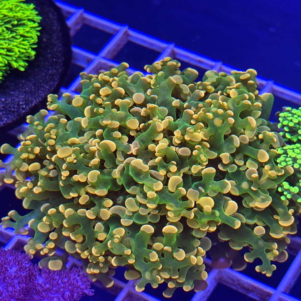 Pink Frogspawn (AC) – WYSIWYG 2 Heads