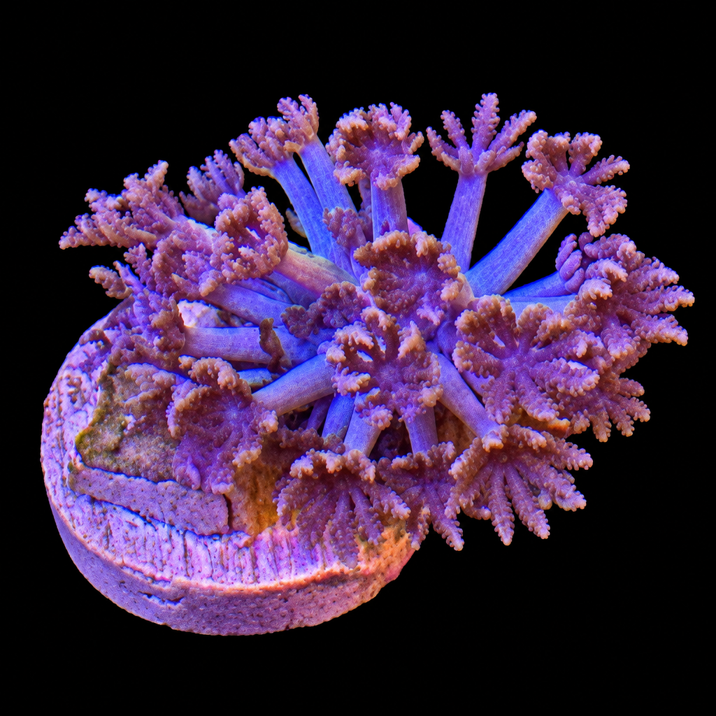 Pulsing Xenia