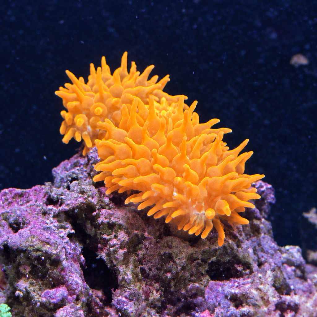 Rainbow Bubble Tip Anemone (Small)
