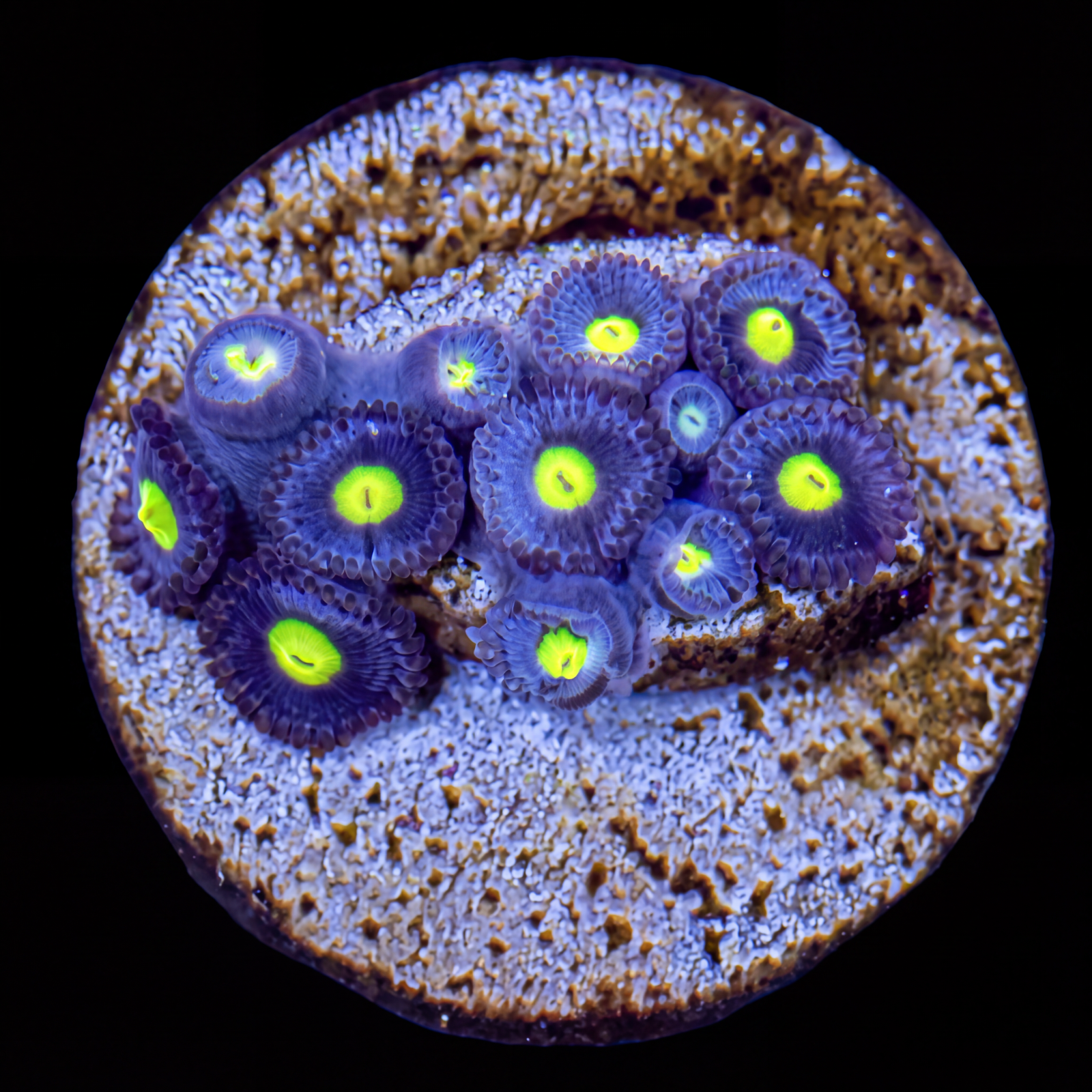 AOI Zoas – 13 Polyp