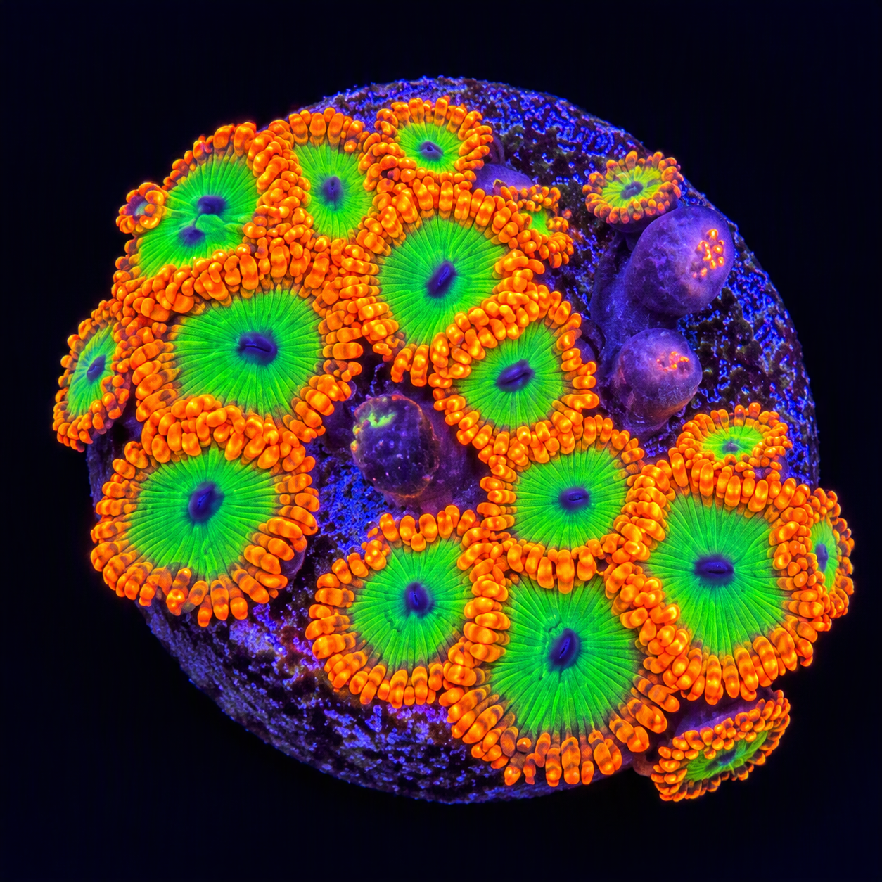 Electric Oompa Loompa Zoas – 9 Polyp