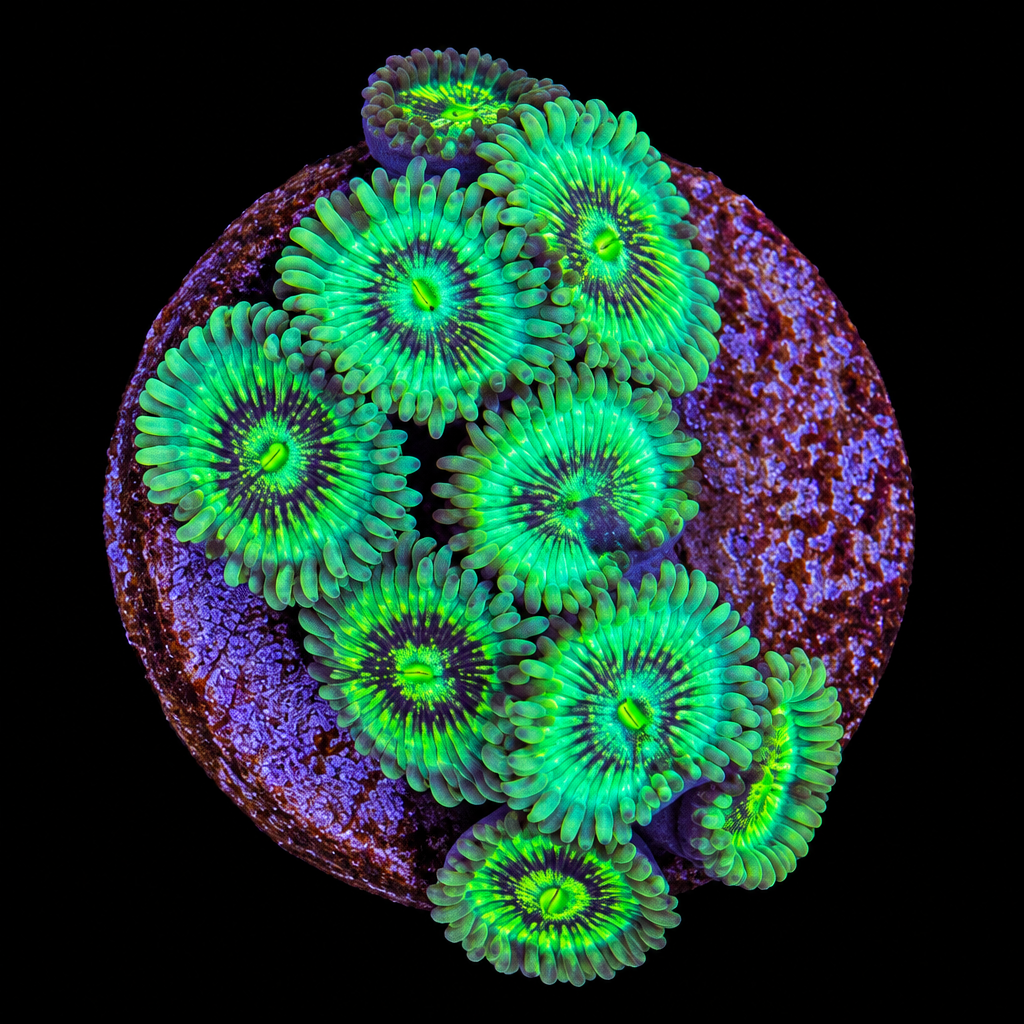Hawaiian People Eater Zoas (AC)