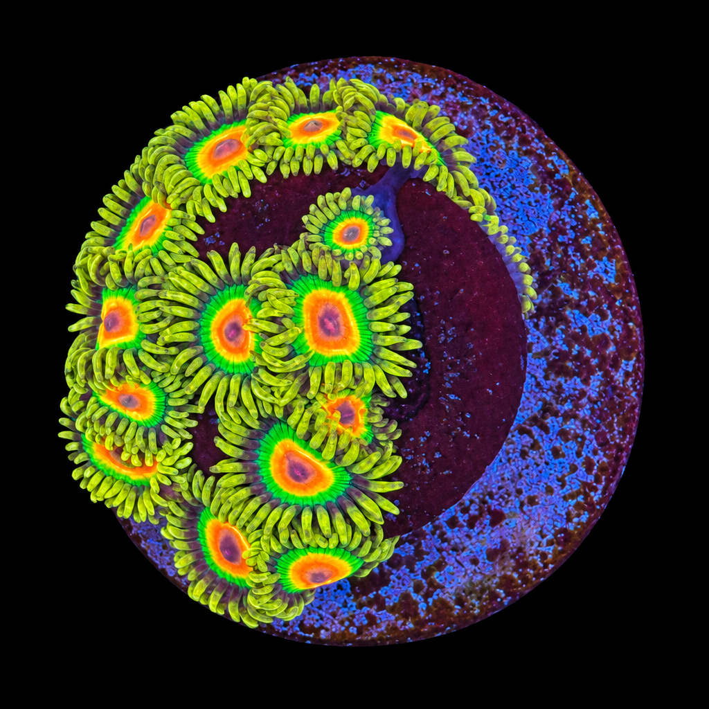 Rasta Zoas (AC) – WYSIWYG