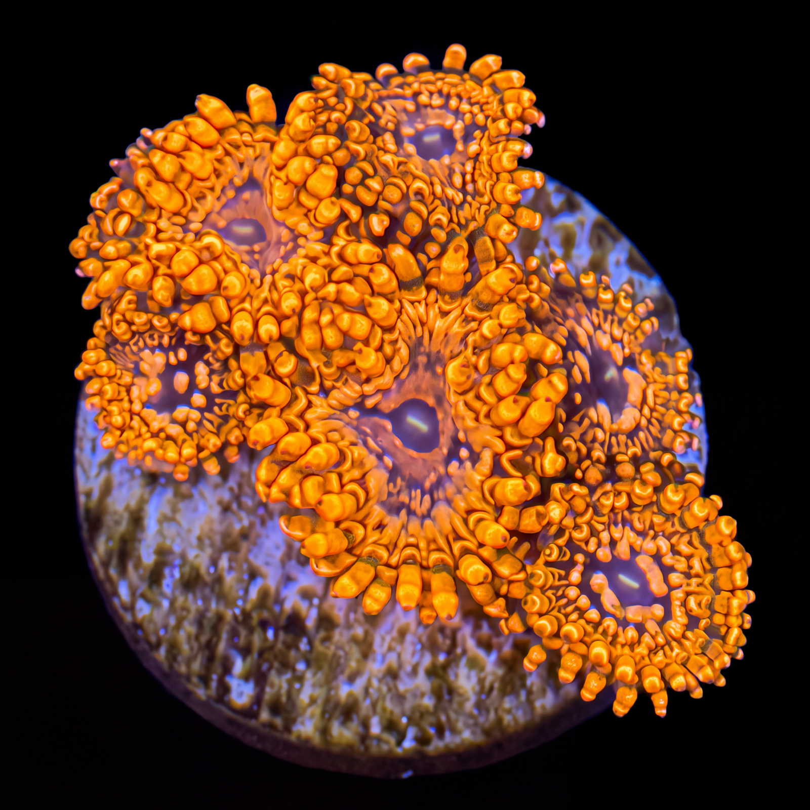 Utter Chaos Zoas – 4 Polyp