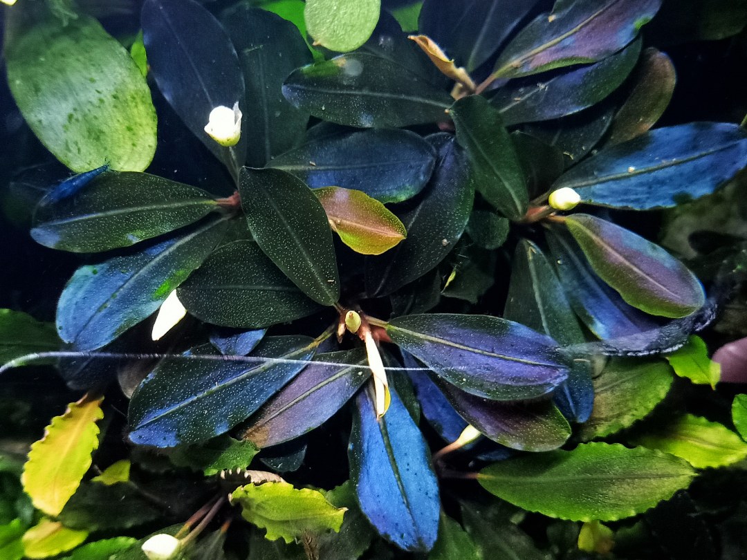 Bucephalandra 'Full Metallix'