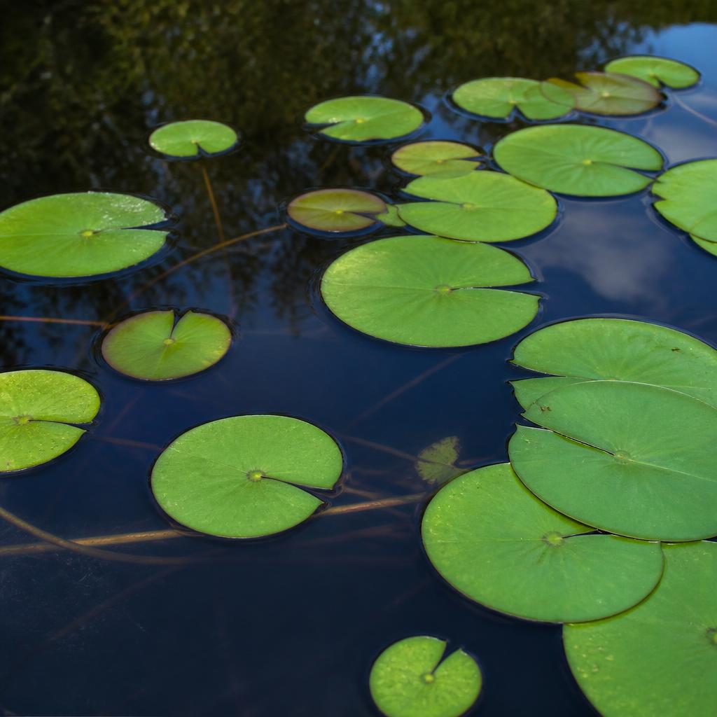 Water Lily Pads