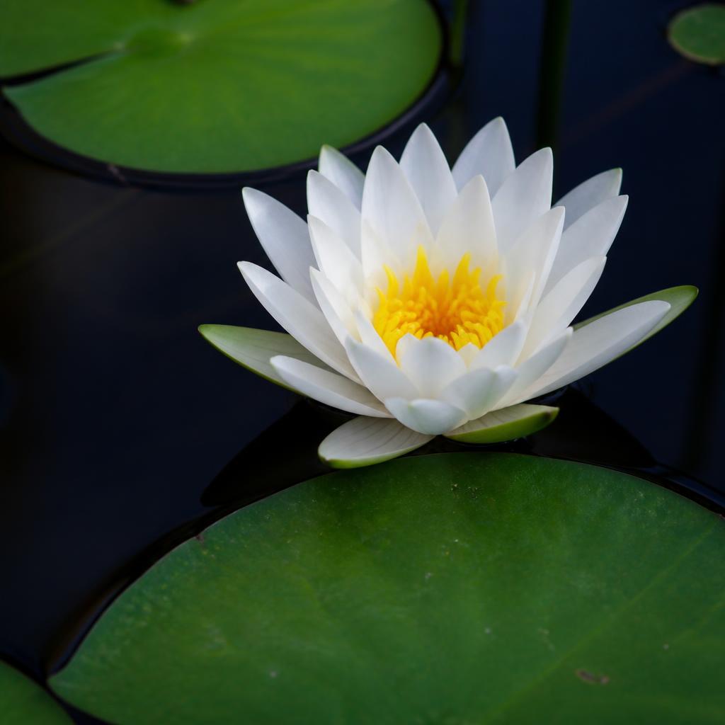 Night-Blooming Water Lily โ White & Gold