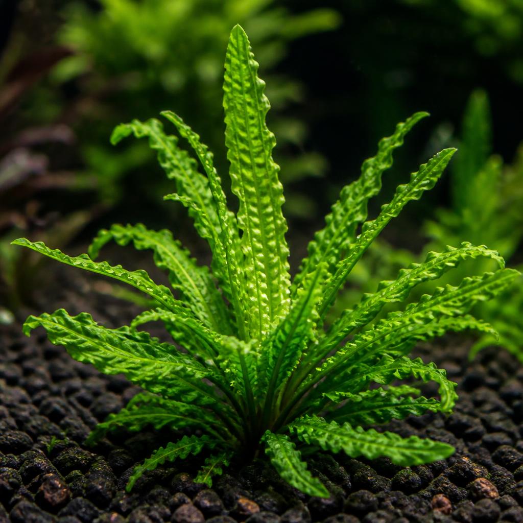 Pogostemon helferi 'Downoi'