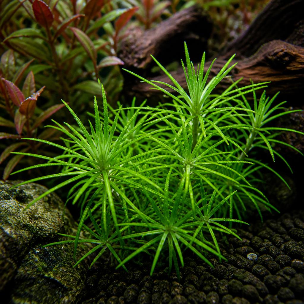 Pogostemon stellatus 'Octopus'