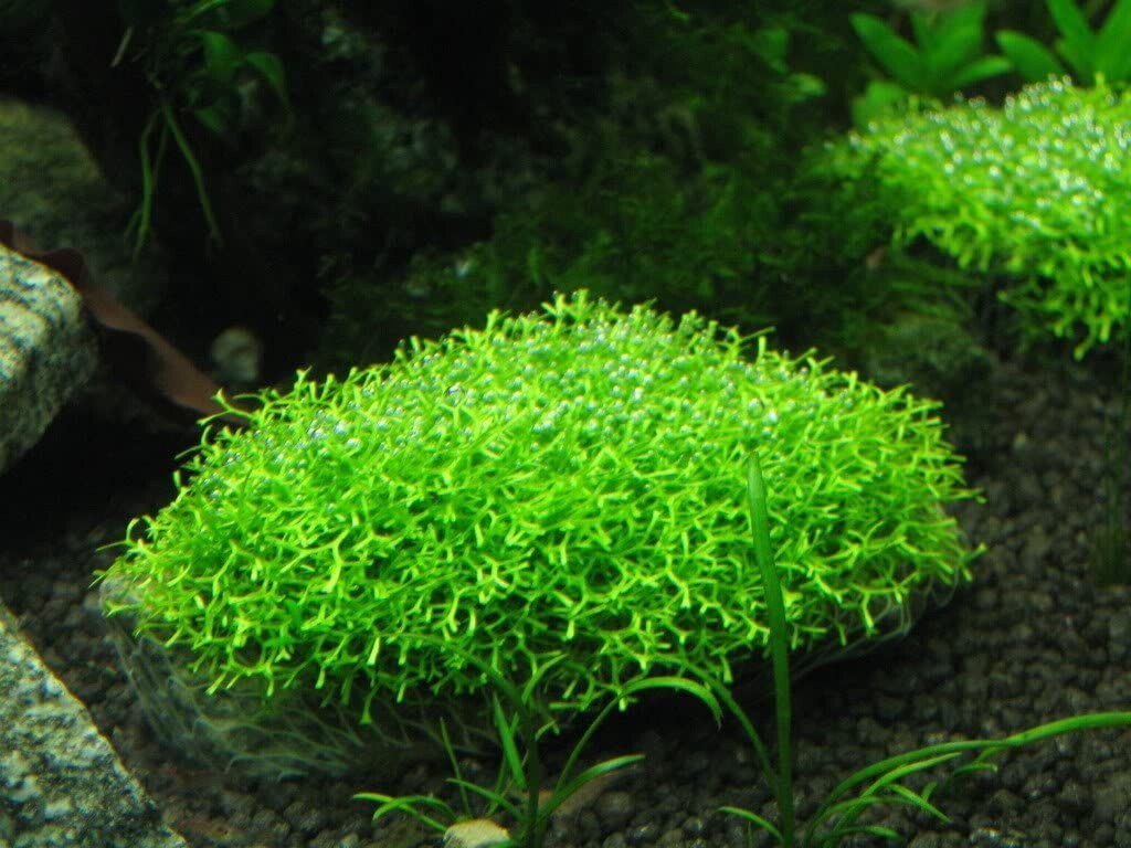 Riccia fluitans