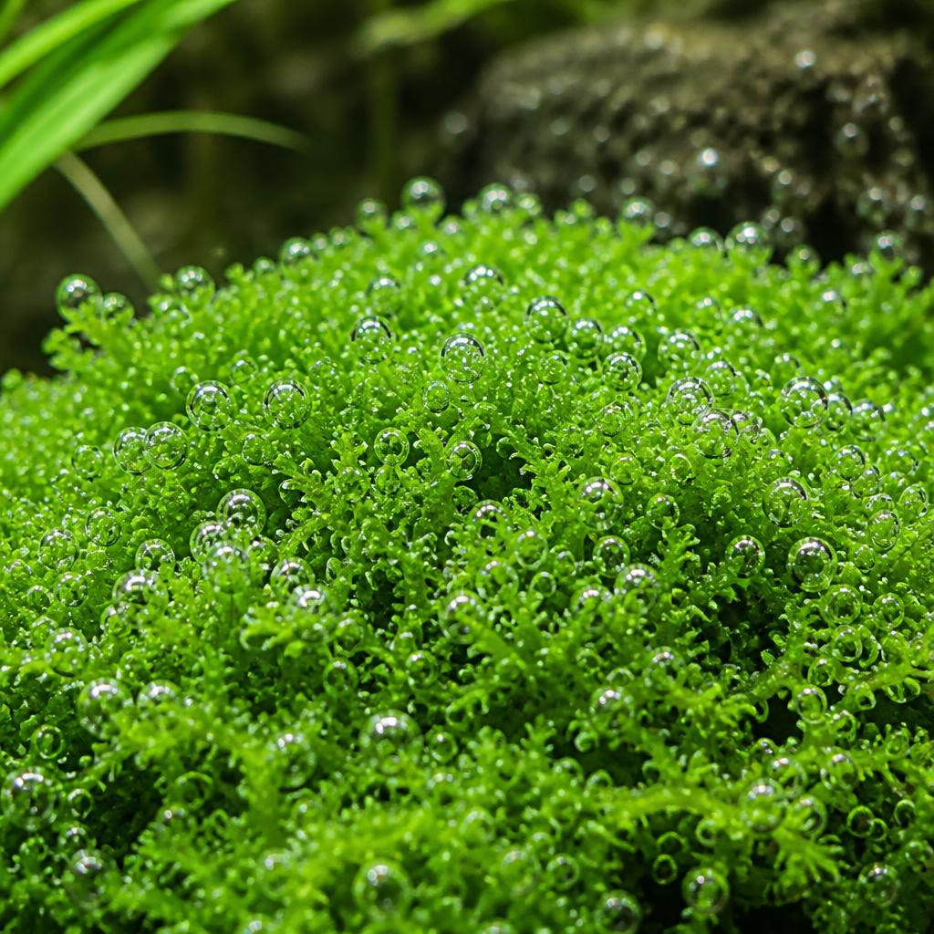 Riccia fluitans