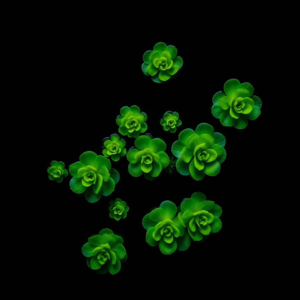 Water Lettuce